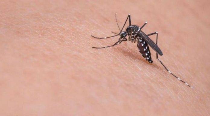 ¡Atención! Nuevos estudios sobre el virus del Zika revelan datos preocupantes para los hombres en el aspecto sexual y reproductivo