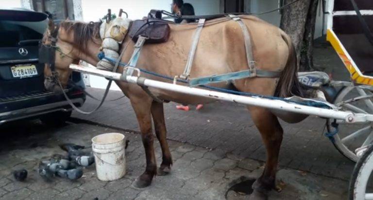 Protección Animal retira 191 caballos de las vías y advierte operativo seguirá