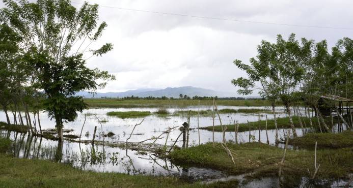 Agricultores de Nagua “ahogados” en pérdidas causadas por la inundación