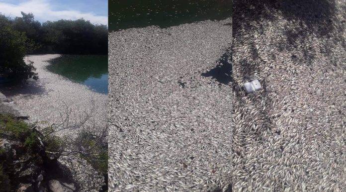 Ministerio Público retiene barco y abre investigación por muerte de miles de peces en Barahona