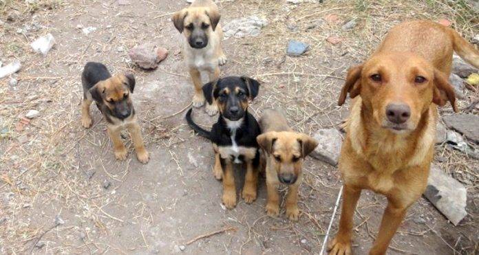 Intiman a Luis Abinader para creación de reglamento de aplicación de Ley de Protección Animal y Tenencia Responsable