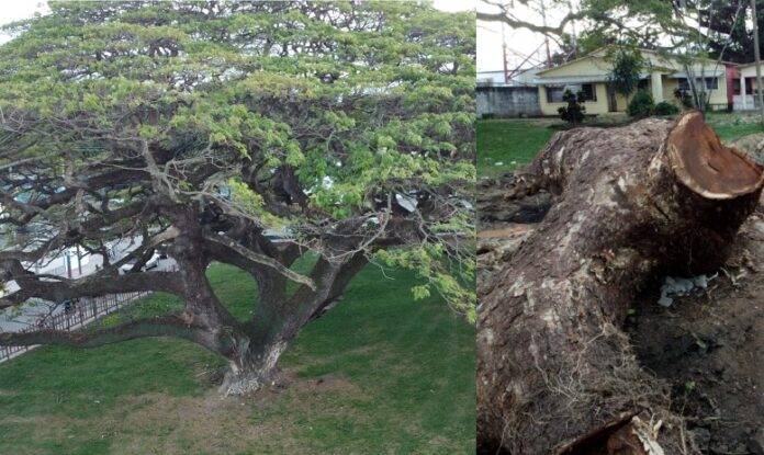 Tamboril está de luto; cortaron samán con más de 100 años para construir proyecto habitacional