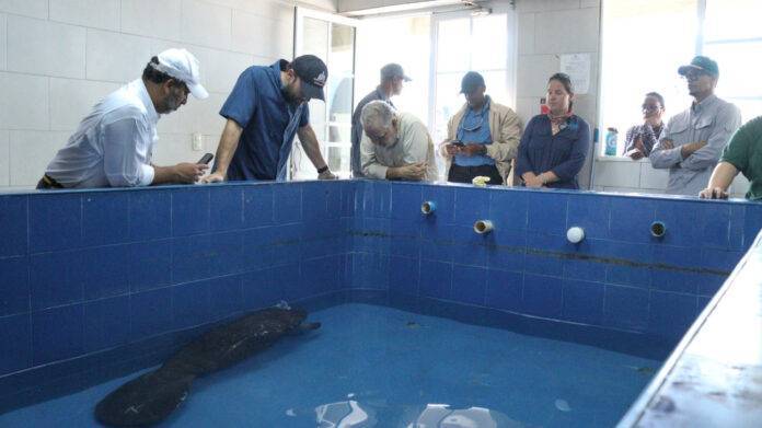 Ministro de Medio Ambiente confía en que cría de manatí se pueda recuperar en el acuario para liberarlo en el tiempo oportuno