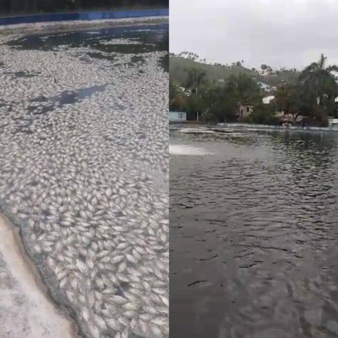 INAPA asegura muerte de peces se debió a sabotaje en tendido eléctrico; informa sanearon planta de aguas residuales en Villa Salma