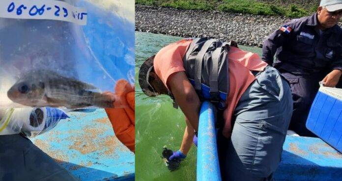 Medio Ambiente dice «floración de algas» provocó muerte de peces en presa de Hatillo, próximo a la mina de Barrick Gold