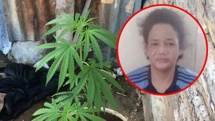 Apresan supuesta dueña de punto de drogas en Mao; con tres matas de marihuana y armas blancas en operativos