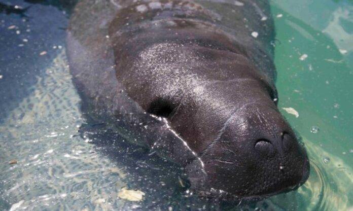 Medio Ambiente investiga circunstancias en que murió un bebe manatí encontrado en una playa de Puerto Plata