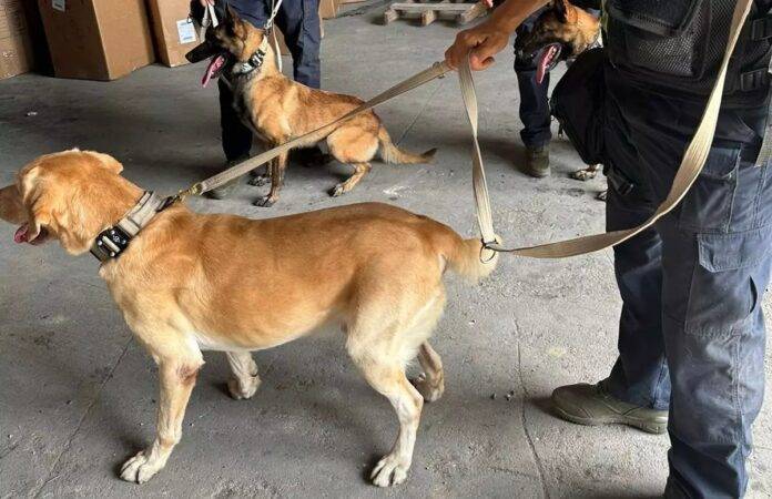 Nueva unidad canina K9 decomisa más de 240 mil dólares y múltiples armas