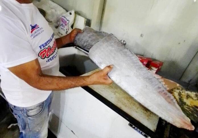 Se comen al pez remo pese a su fama de ser una especie de mal agüero