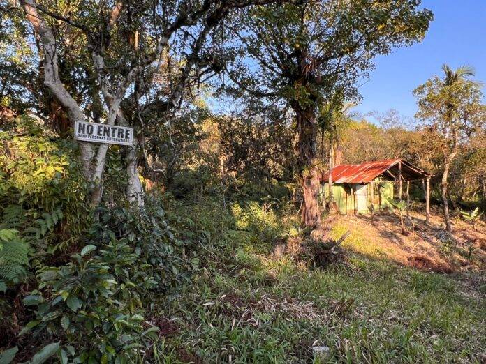 Desastre ambiental en Bahoruco Oriental: Café amenaza bosque húmedo y fuentes de agua