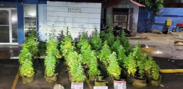 Operativo de la DNCD descubre plantación de marihuana en azotea de casa en Puerto Plata