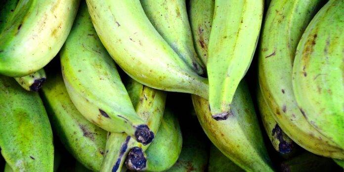 Se levanta la suspensión sobre la exportación de plátanos