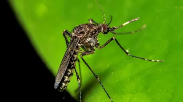 Salud Pública alerta por el primer caso de Oropouche confirmado en el país