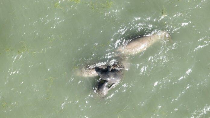 Denuncian caza indiscriminada de manatíes en la frontera: preocupación por la población en riesgo
