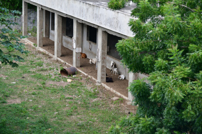 Escuela de La Caleta se ha convertido en corral para vacas y chivos
