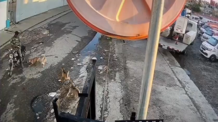 Militar captado en Video disparando a un perro en Herrera