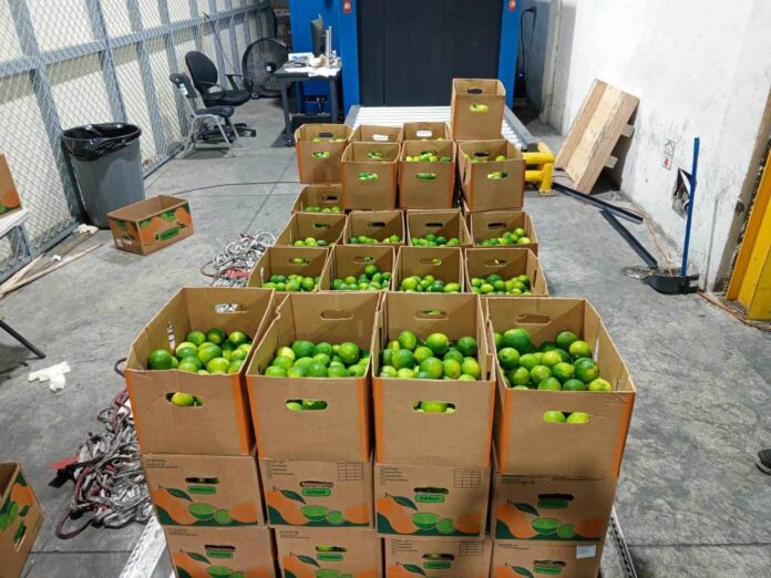 Incautan 162 limones de cerámica rellenos de cocaína en el Aeropuerto de Las Américas