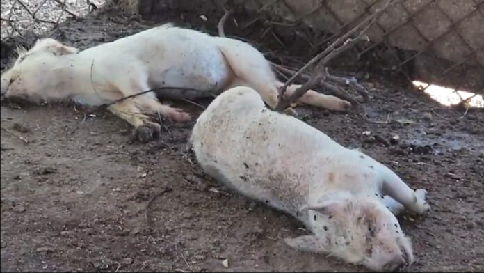 Sacrifican 400 cerdos en Espaillat por peste porcina africana