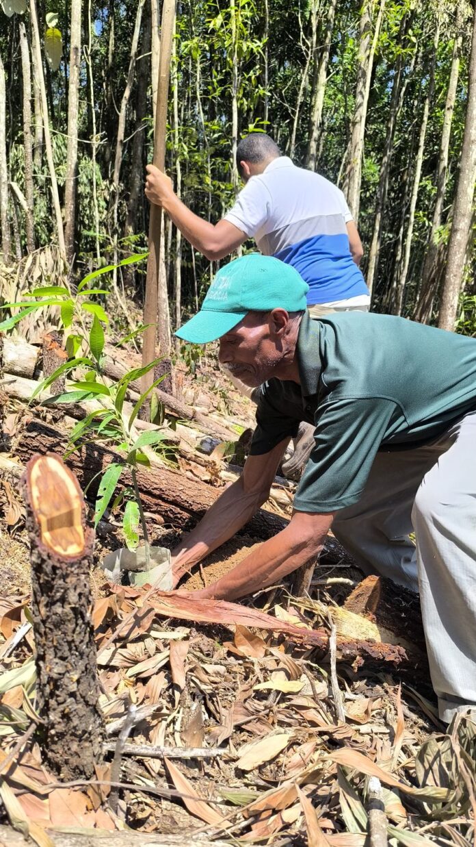 400 árboles son plantados por comunidades afectadas por Barrick Gold para restaurar el daño ecológico en Cotuí