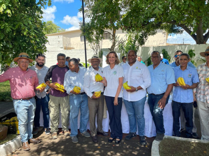 Productores de banano solicitan regularización de 15,000 trabajadores haitianos para frenar caída de exportaciones
