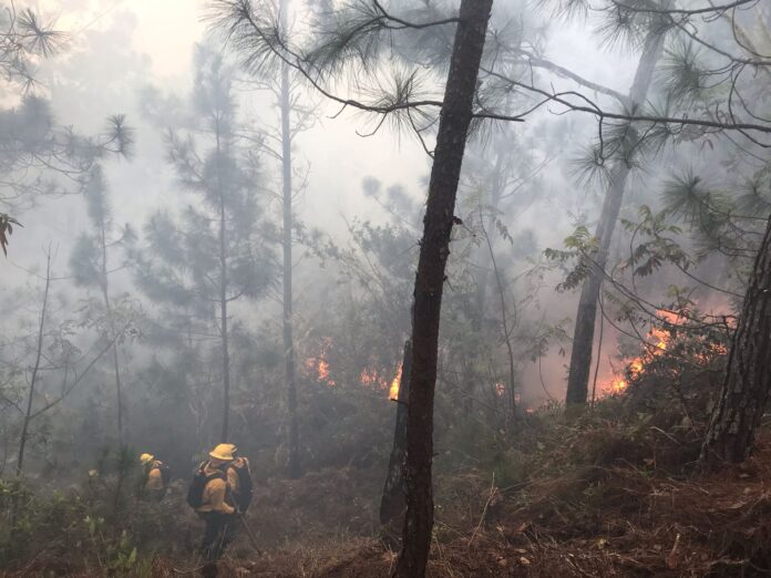 Controlado el incendio forestal que amenazaba comunidades en El Pinar, San José de Ocoa