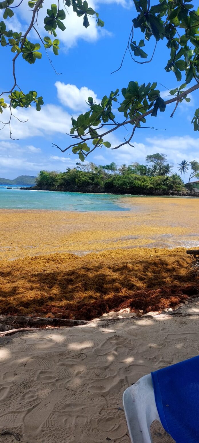 Sargazo inusual llega a Playa Rincón en Samaná y afecta playas de la costa norte con mal olor y preocupación ambiental