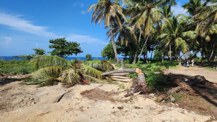 Denuncian corte de palmas de coco en el Malecón de Santo Domingo Este