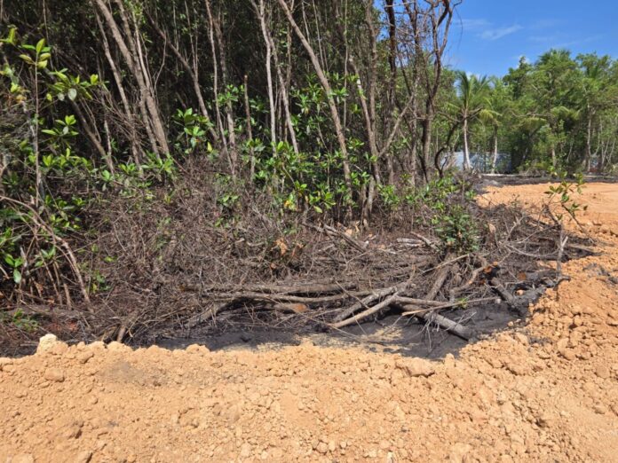 Suspenden proyecto «The Reef» en Las Terrenas por graves daños ambientales.
