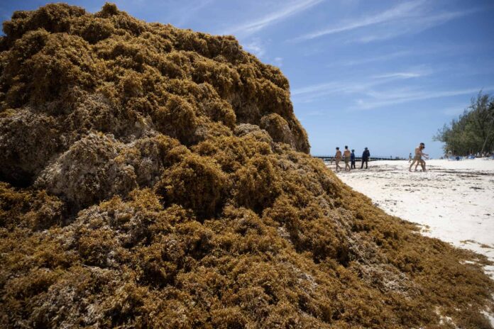 República Dominicana intensifica esfuerzos para enfrentar la llegada masiva de sargazo a sus playas.