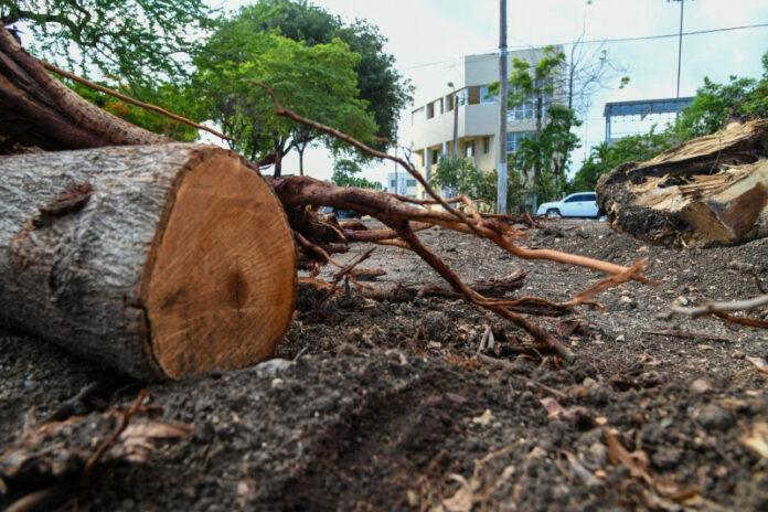 Medio Ambiente autoriza tala de 901 árboles en el Centro Olímpico para adecuación de Juegos Centroamericanos 2026