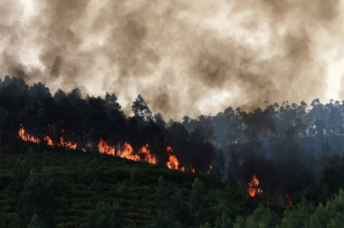 Detienen a una mujer por presunta responsabilidad en incendio forestal en Arouca, Portugal.