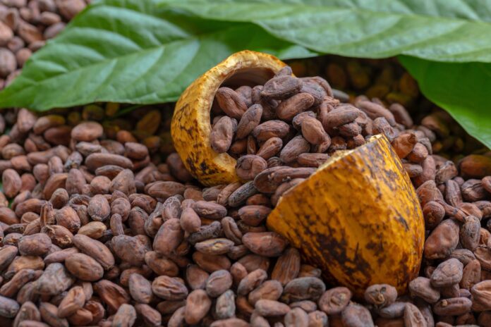Cacao dominicano podría ganar terreno en EE. UU. tras arancel a Brasil.