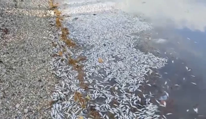 Cientos de peces aparecen muertos en la playa El Cayo, Barahona