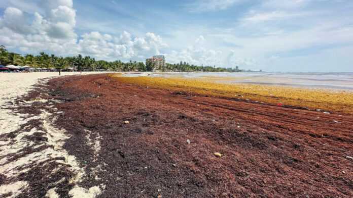 Sargazo cubre la playa Oasis en Juan Dolio y afecta el turismo local