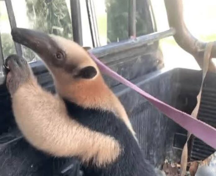 Oso hormiguero rescatado en Verón carece de registro oficial de ingreso al país