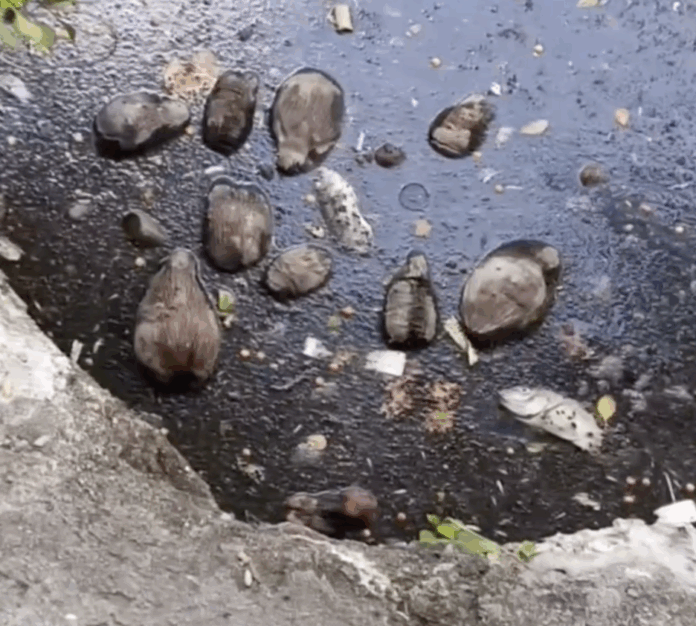 Aguas residuales contaminan río en Bayahibe