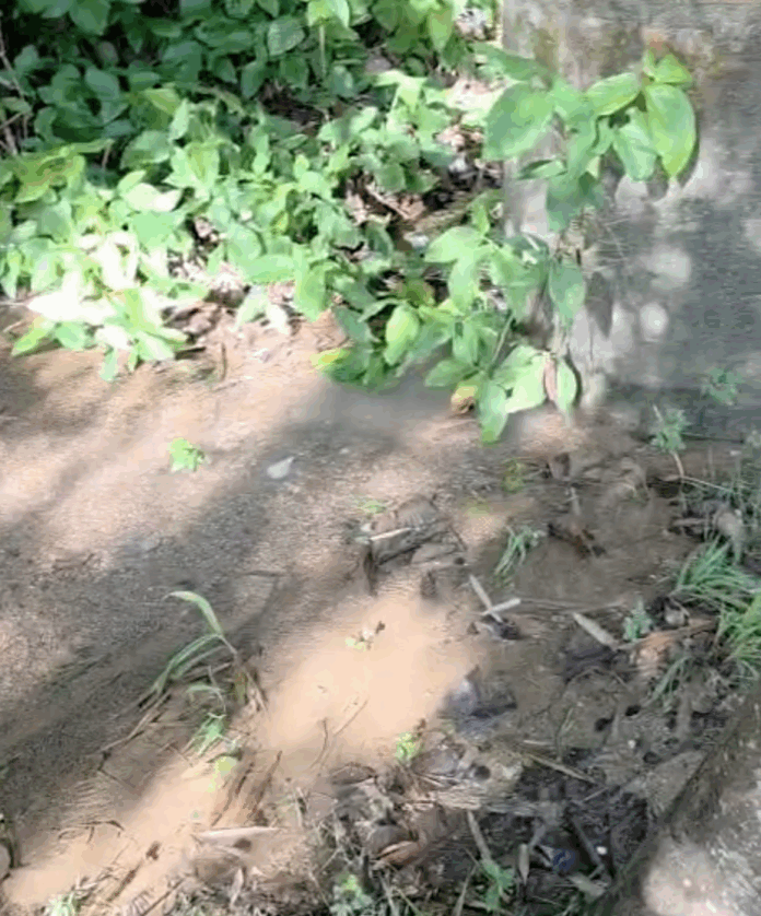 Denuncian rotura de tuberías en Ciudad Pablo Mella Morales sin respuesta de la CAASD