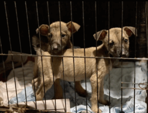 Denuncian ola de envenenamiento de perros; fundación Rescued by Love exige control de venenos
