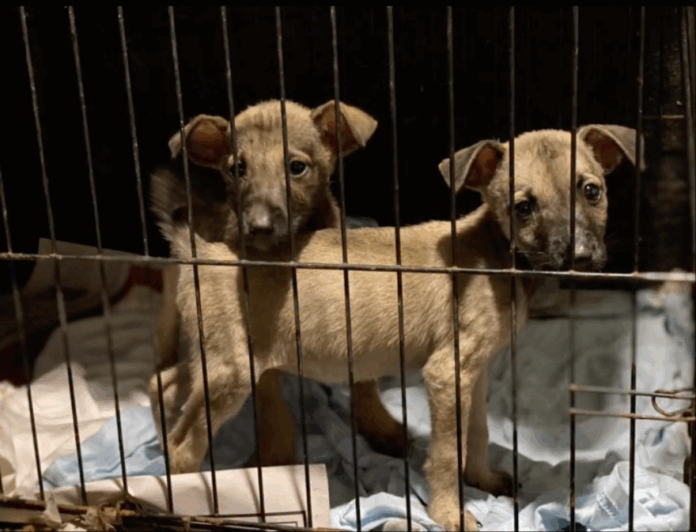 Denuncian ola de envenenamiento de perros; fundación Rescued by Love exige control de venenos