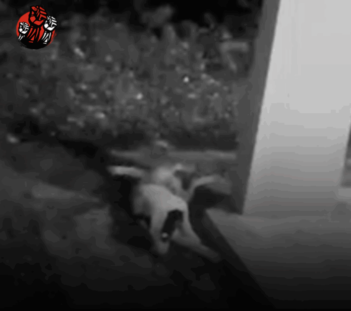 Indignación en Juan López por hombre que mató a un perro de varios disparos