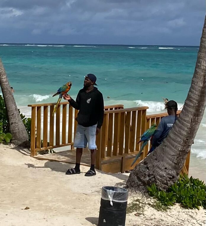 Persisten aves e iguanas en playas de Bávaro pese a regulaciones ambientales