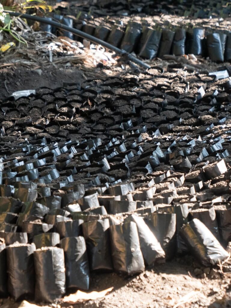 La Direccion Nacional de Control de Drogas DNCD informo este sabado que desmantelo un total de