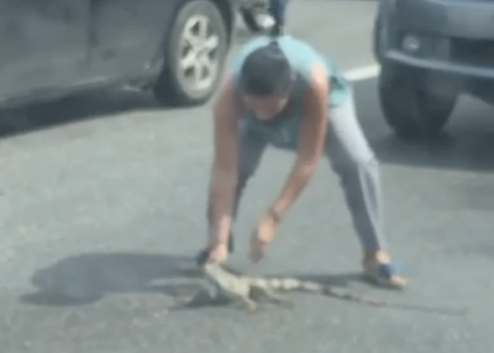 Captan en video a una mujer rescatando a una iguana en el malecón