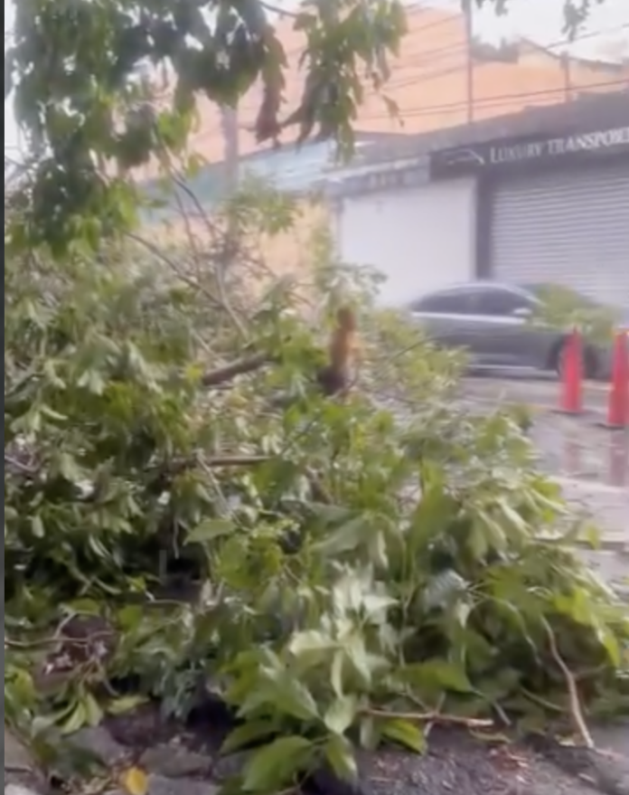 Denuncian caída de árboles por falta de poda en calle aledaña al Palacio Nacional