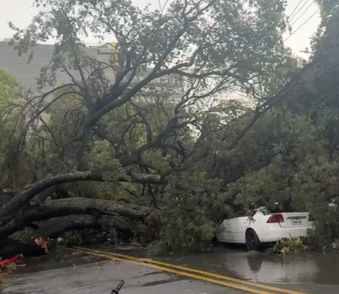 Reportan caída de árbol en la avenida Independencia del Distrito Nacional