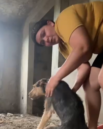 Solicitan ayuda urgente con medicamentos para curar a perrita rescatada en Santiago