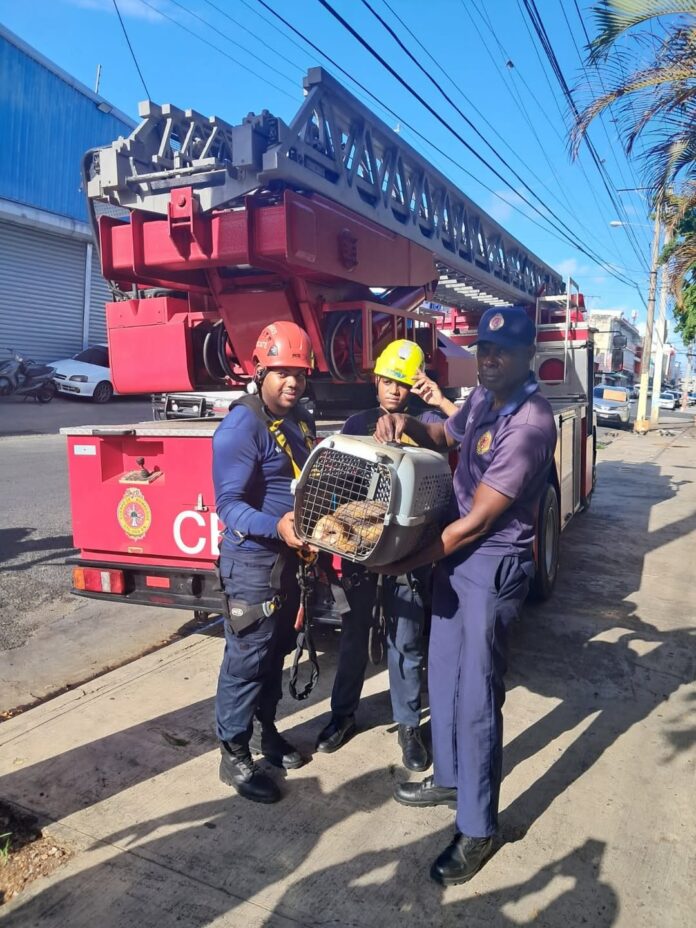 Bomberos del Distrito Nacional rescatan lechuza en Villa Consuelo tras denuncia difundida por Somos Pueblo